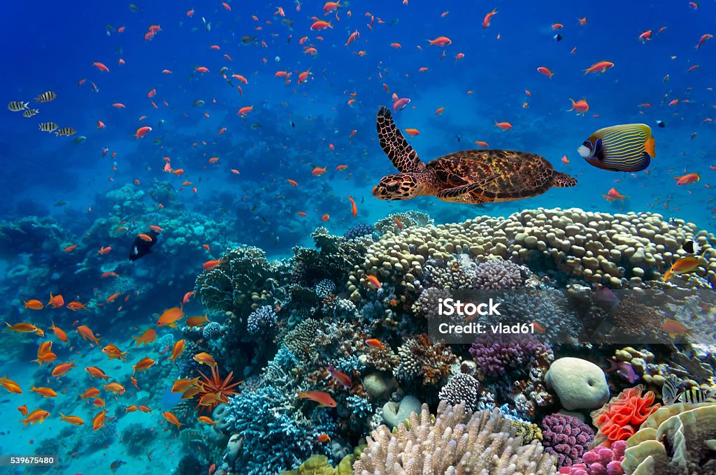 Tropical fish and turtle Tropical fish and turtle in the Red Sea, Egypt Biodiversity Stock Photo