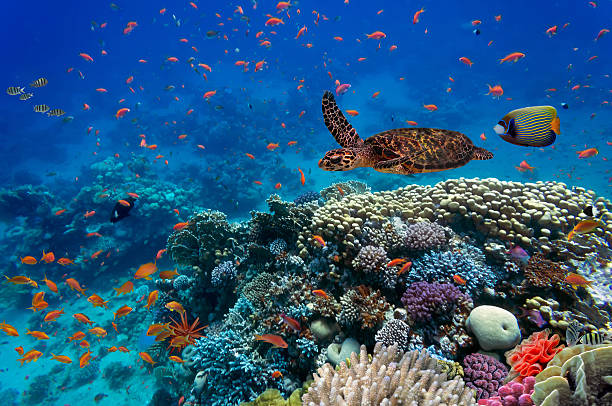 Tropical fish and turtle Tropical fish and turtle in the Red Sea, Egypt tropical fish stock pictures, royalty-free photos & images