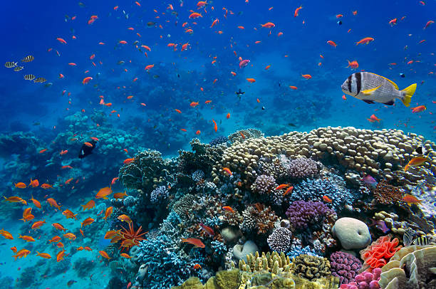 istock Tropical fish and Hard corals 539675688