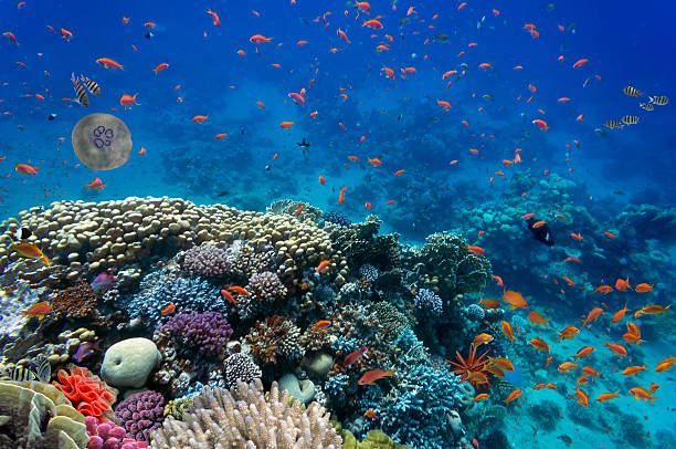 istock Tropical fish and Hard corals 539675730