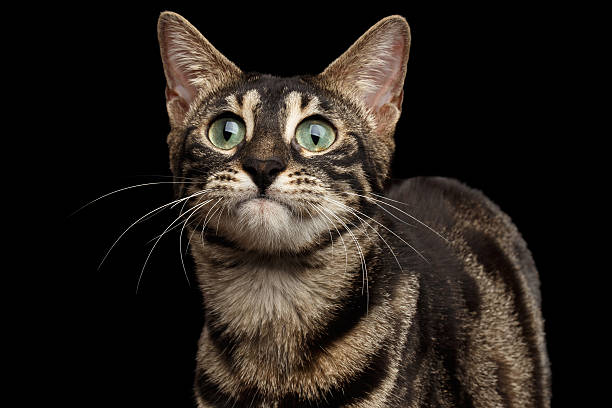 istock Closeup Funny Bengal Cat Face isolated on Black Background 539676276