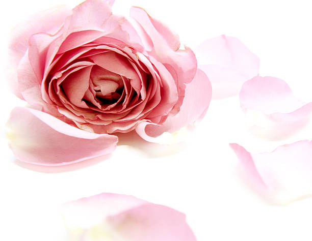 istock sweet pink roses in soft and blur style 539676586