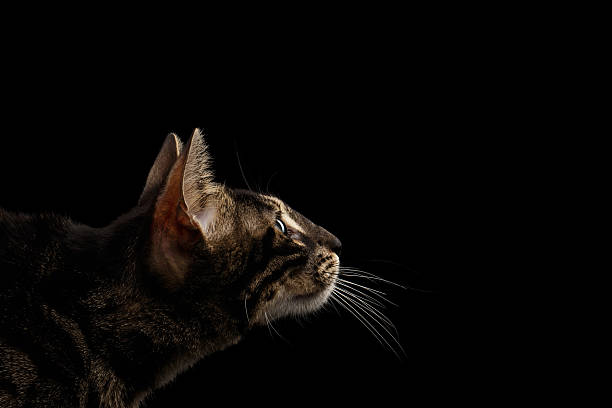istock Closeup Bengal Cat Face in Profile view, isolated on Black 539676698