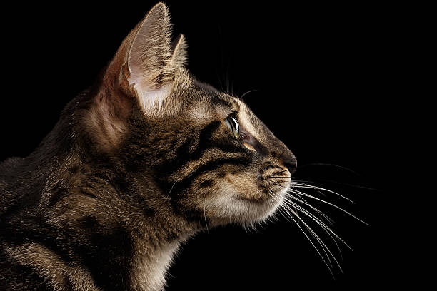 istock Closeup Bengal Cat Face in Profile view, isolated on Black 539676838