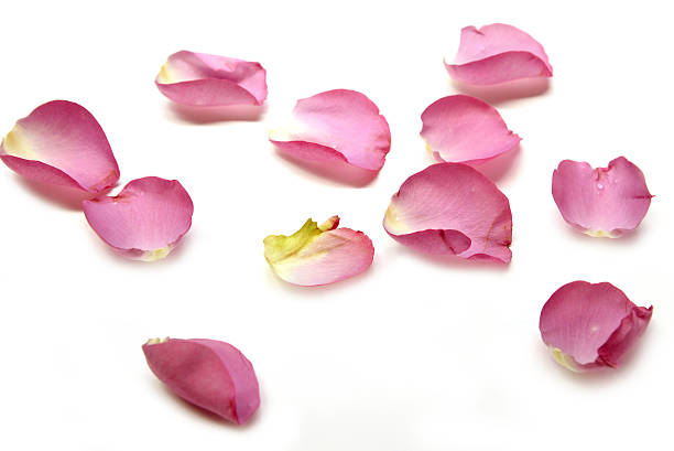 istock Petals of roses on a white background 539677748