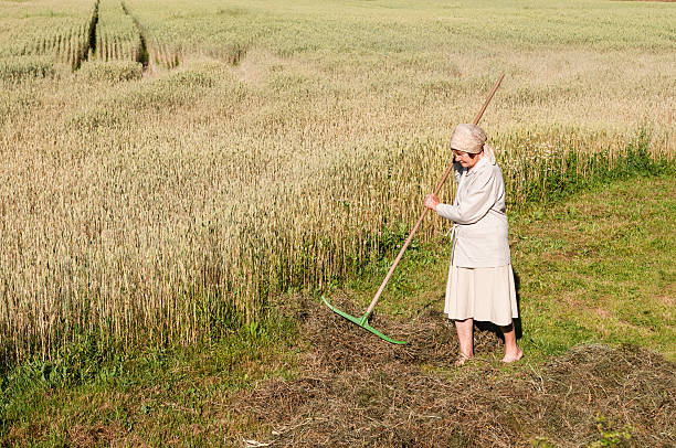 Woman is raking a hay with a rake in the field, senior woman is drying a hay, summer works in a rural place, seasonal works, agriculture concept