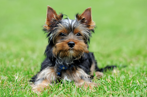 Close Yorkshire Terrier dog in green summer grass