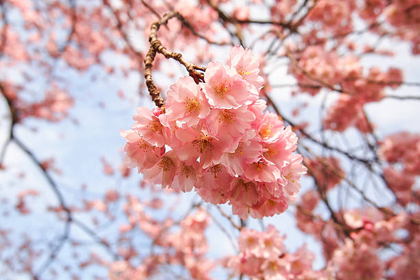 istock Cherry Blossoms in Olympiapark, Munich 539679346
