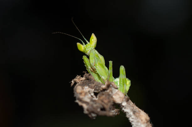 istock Mantis lives on grass in Asia Thailand 539679506