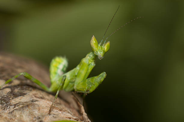 istock Mantis lives on grass in Asia Thailand 539679750