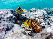 Finding Nemo type of clown fish on a reef