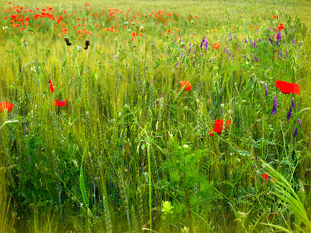 istock poppies field in rays sun 539680808