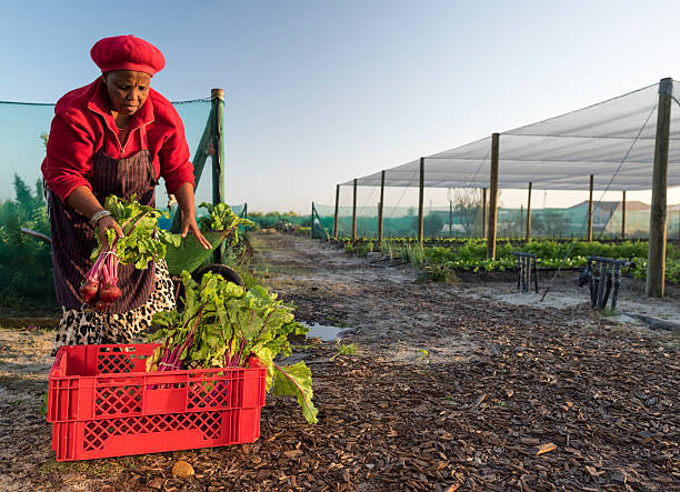 mulher africana caixa de embalagem com produtos hortícolas - beet vegetable box crate imagens e fotografias de stock