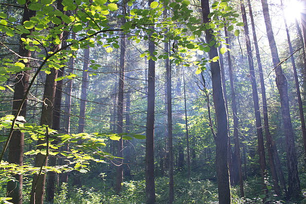 istock Light smoke in the forest of Eastern Europe 539681734