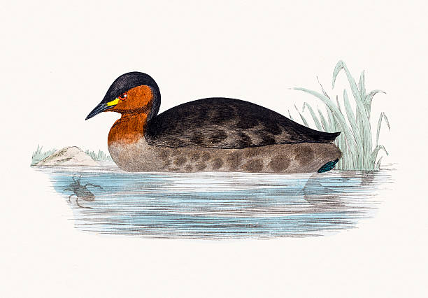 Dabchick Little grebe bird A photograph of an original hand-colored engraving from The History of British Birds by Morris published in 1853-1891. little grebe (tachybaptus ruficollis) stock illustrations