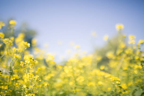 istock Blurry summer landscape background with flowers 539684978