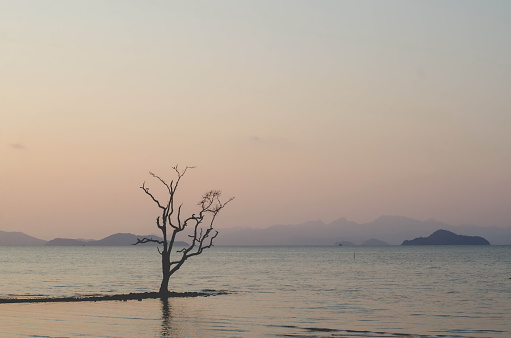 Isolated tree on beach