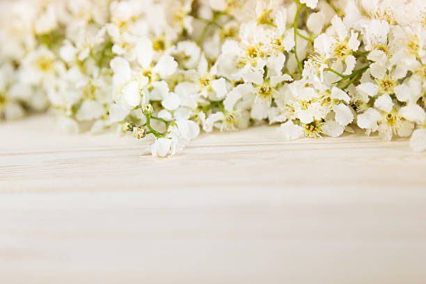 istock Branches of bird cherry on a light wooden board. Border. 539687626