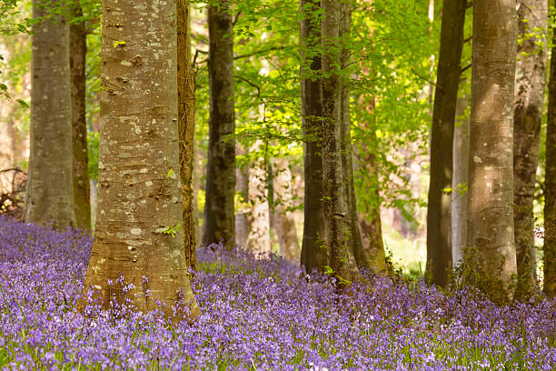 istock Blooming bluebells in Northern Ireland 539687878