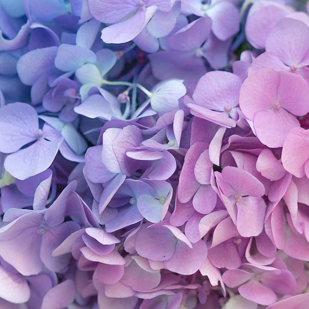 istock Close up of Pink  and Blue Hydrangea flower 539688282