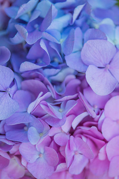 istock Close up of Pink  and Blue Hydrangea flower 539688412