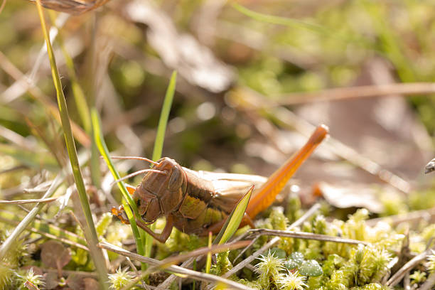 Grasshopper an a grass straw, bokeh background. a small life in a big big world