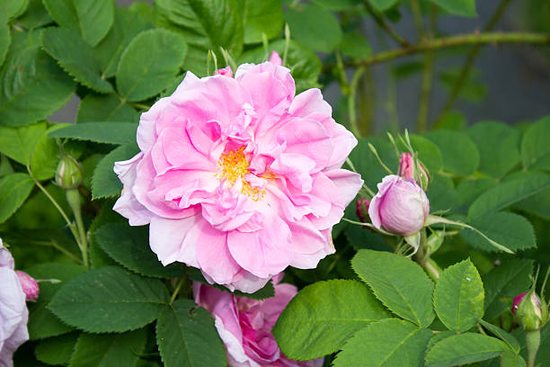 "de damask rosa flores em rosa em goettingen, alemanha. " - gallica rose - fotografias e filmes do acervo