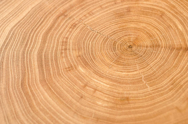 istock Cross section of elm tree trunk showing growth rings. 539809654