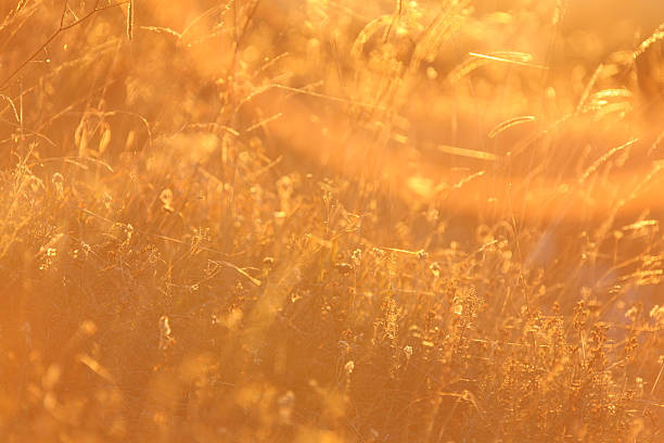 istock Field of grass at sunset 539811612
