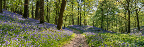 istock Wide Panorama Of Beautiful Bluebell Forest With Path. 539813872