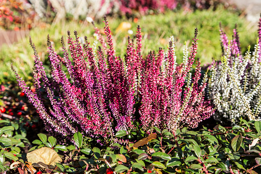 Colorful blooming common heather (Calluna vulgaris) blossoming outdoors in autumn garden. Czech rural