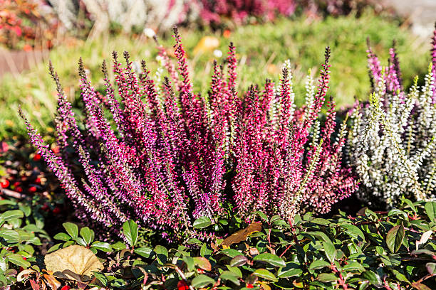 Colorful blooming heather in autumn garden Colorful blooming common heather (Calluna vulgaris) blossoming outdoors in autumn garden. Czech rural erica flower stock pictures, royalty-free photos & images