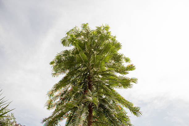 el wollemia (wollemia nobilis) planta - nobilis fotografías e imágenes de stock