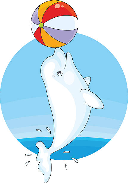 Beluga playing a ball Vector illustration of a white beluga whale playing with a big colorful ball beluga whale jumping stock illustrations