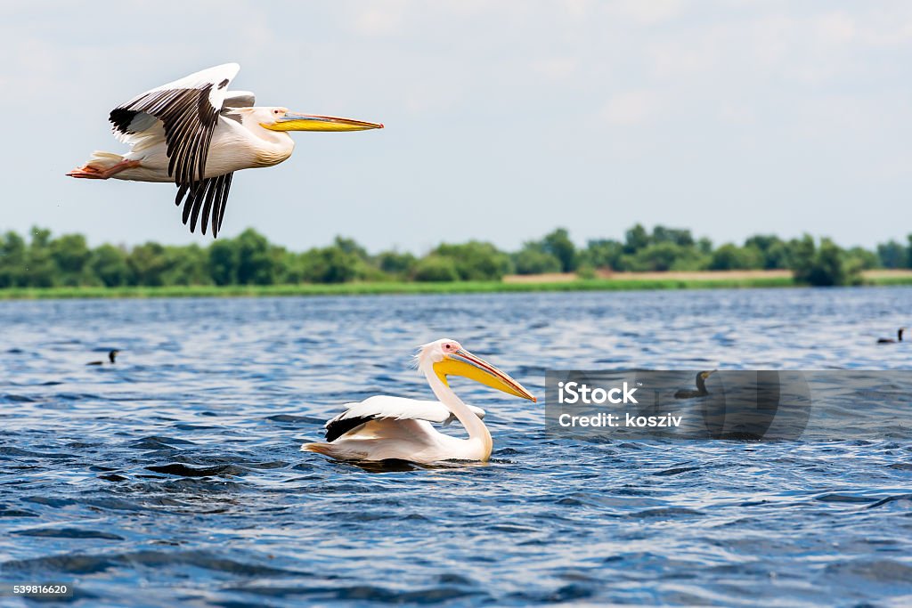 Great white pelicans Great white pelicans in the Danube Delta Pelican Stock Photo