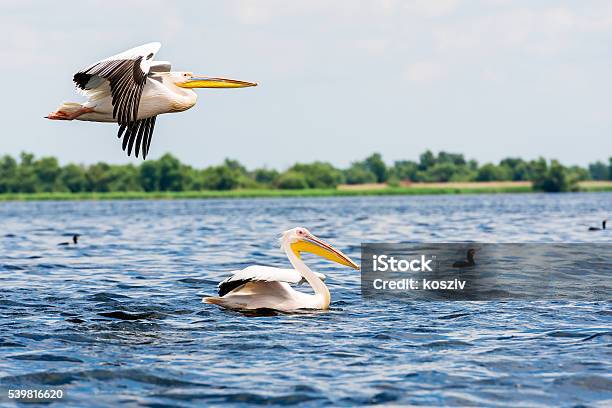Great White Pelicans Stock Photo - Download Image Now - Pelican, Flying, Adult