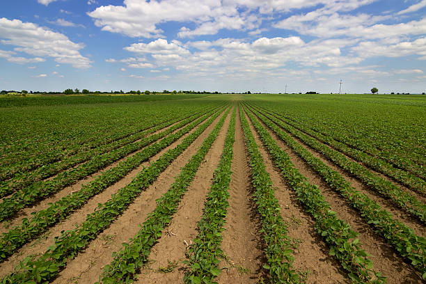 istock Rows of green soybeans against the blue sky. 539817200