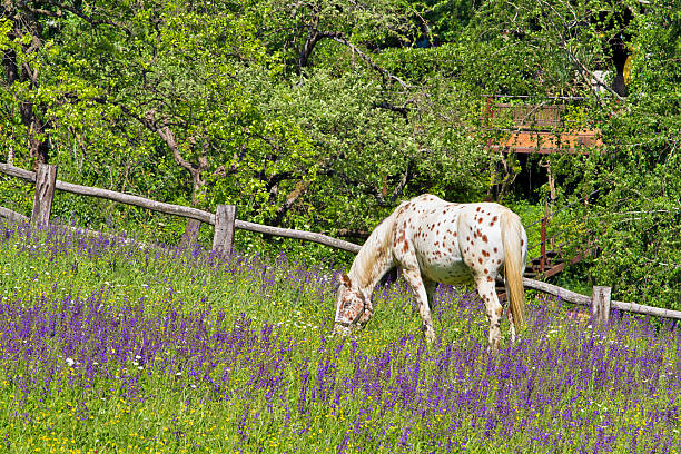 Horse on the pasture in a fenced meadow.