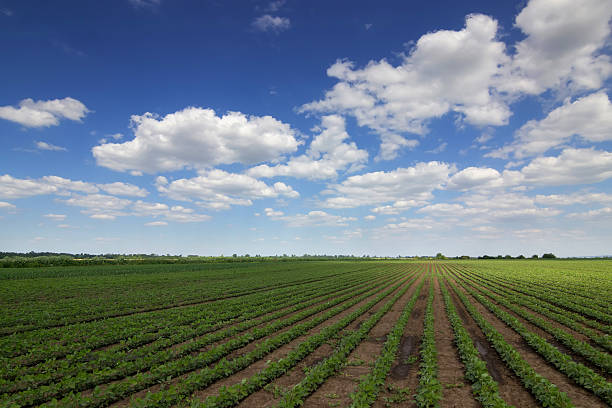 istock Rows of green soybeans against the blue sky. 539817404