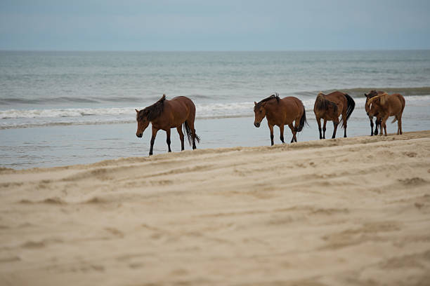 istock Wild Horses at the beach 539817570
