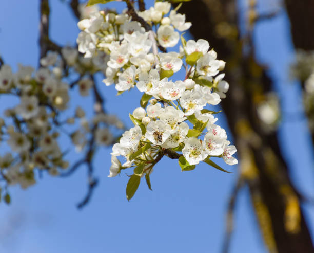 istock Pollination of flowers by bees pears. 539817682