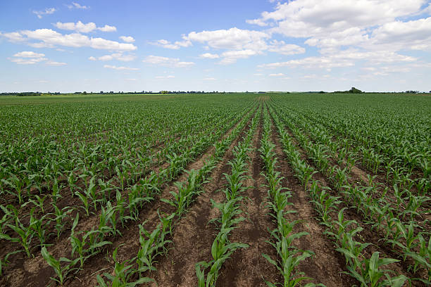 istock Green corn field, blue sky and sun on summer day. 539817880