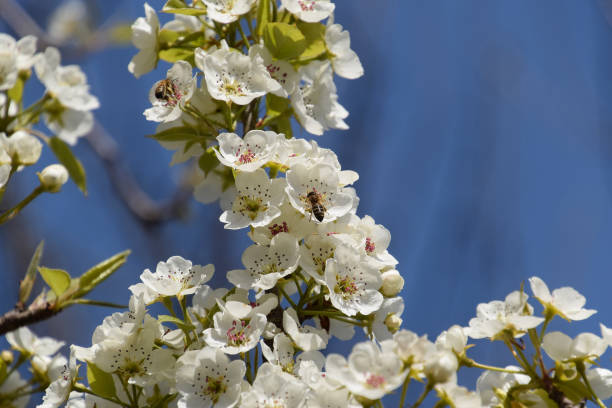 istock Pollination of flowers by bees pears. 539817926