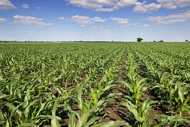 istock Green corn field, blue sky and sun on summer day. 539817966