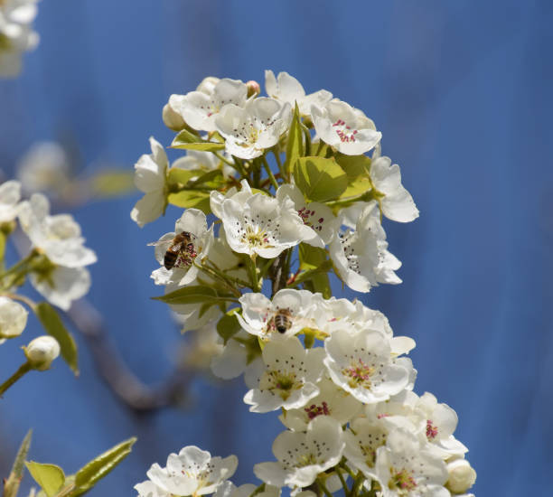 istock Pollination of flowers by bees pears. 539817972