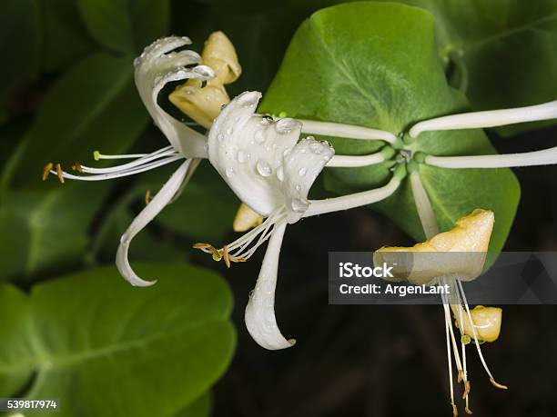 Italium Woodbine Or Goatleaf Honeysuckle Lonicera Caprifolium Flowers With Raindrops Stock Photo - Download Image Now