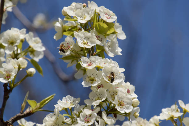 istock Pollination of flowers by bees pears. 539818036