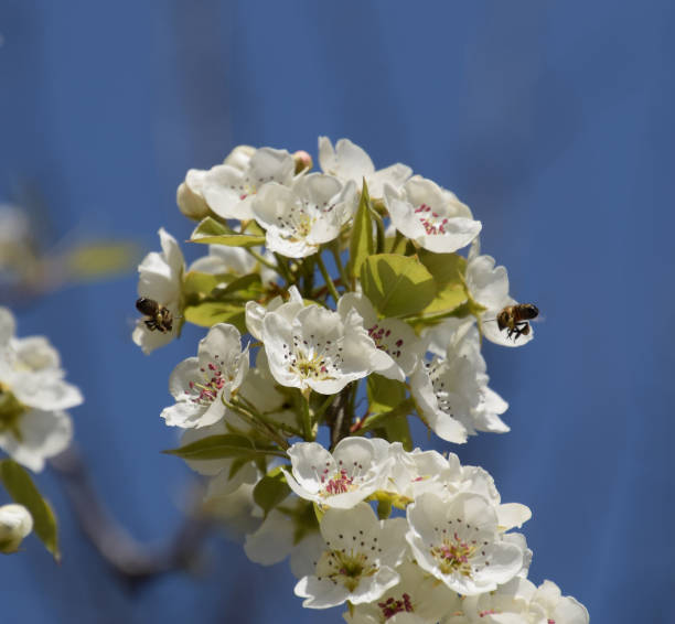 istock Pollination of flowers by bees pears. 539818106