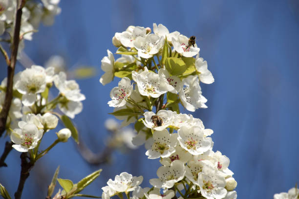 Pollination of flowers by bees pears.