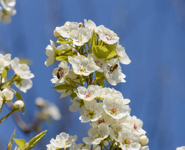 istock Pollination of flowers by bees pears. 539818270